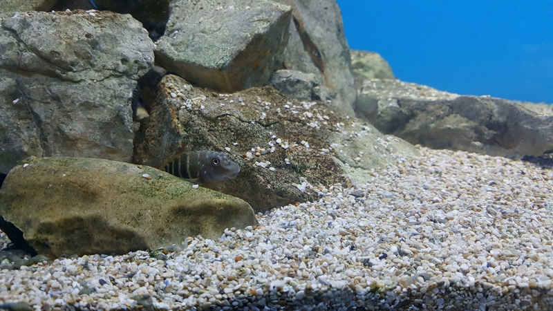 Eretmodus marksmithi 'Kalya'